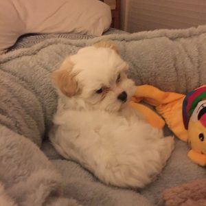 Meet your Posher, Sue